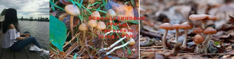 наркотики  shop наркотические препараты  Псилоцибиновые грибы Psilocybine cubensis  Тосно 